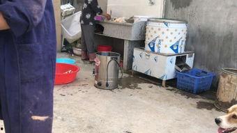 杀鸡最新爆料视频,揭秘幕后真相，视频内容大揭秘！  第1张